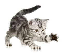 Aranyos macska kirakós online