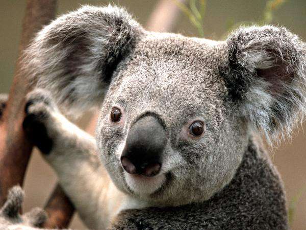 Koalabär Puzzlespiel online