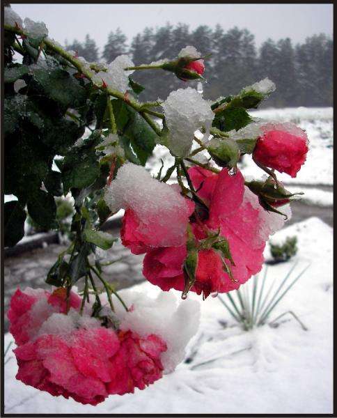 Winter rose jigsaw puzzle online