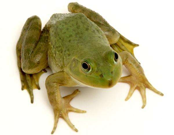 Little frog online puzzle