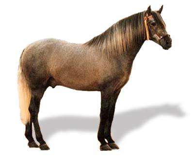 коричневая лошадь онлайн-пазл