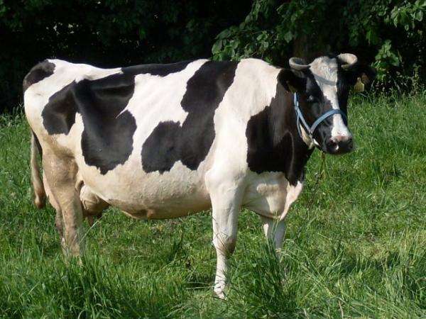 αγελάδα σε μπαλώματα παζλ online