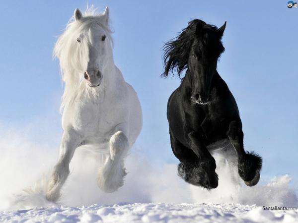 Két ló kirakós online