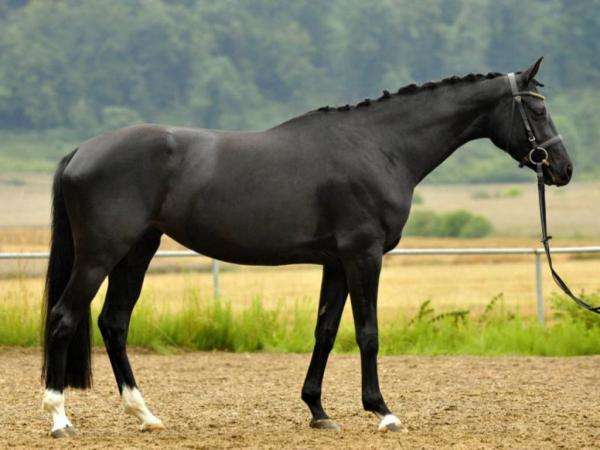 μαύρο άλογο παζλ online