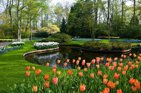 Tulips by the pond online puzzle