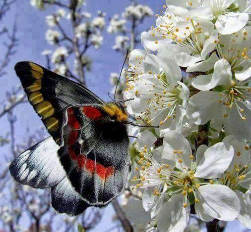 Pommier en fleur et papillon puzzle en ligne