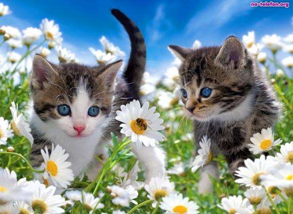 två söta katter Pussel online