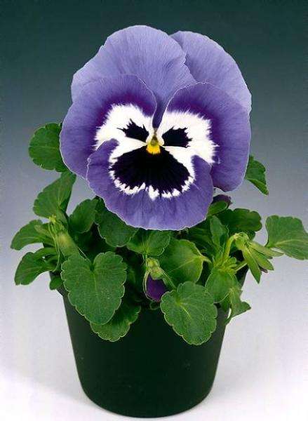 COLOR PANSY jigsaw puzzle online