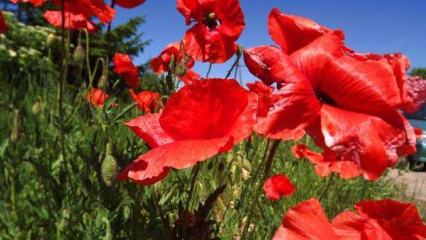 Red poppies in the field jigsaw puzzle online