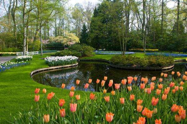 jardín, tulipanes, estanque rompecabezas en línea