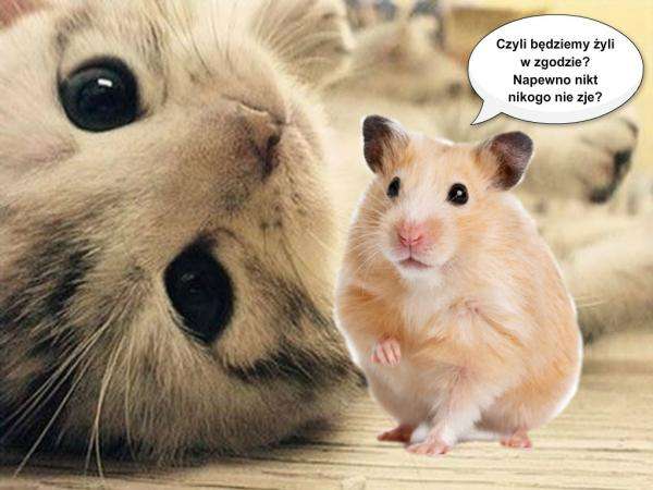 Hamster e gato puzzle online