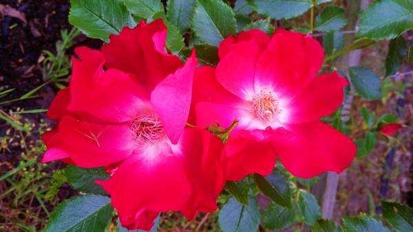κόκκινα τριαντάφυλλα online παζλ