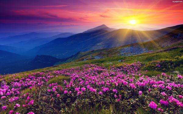 montañas, puesta de sol, rododendro rompecabezas en línea