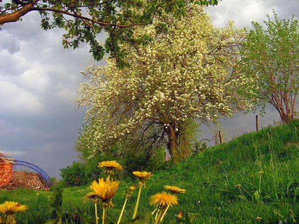 vårens klimat - träd, blommor Pussel online