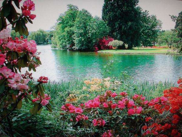 klidné jezero, stromy, květiny online puzzle
