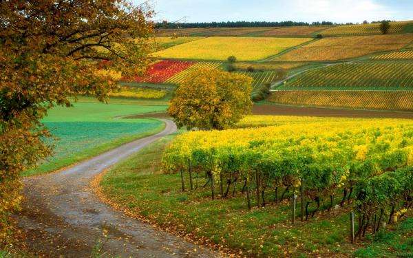 wijngaard, weg, landbouwgrond legpuzzel online