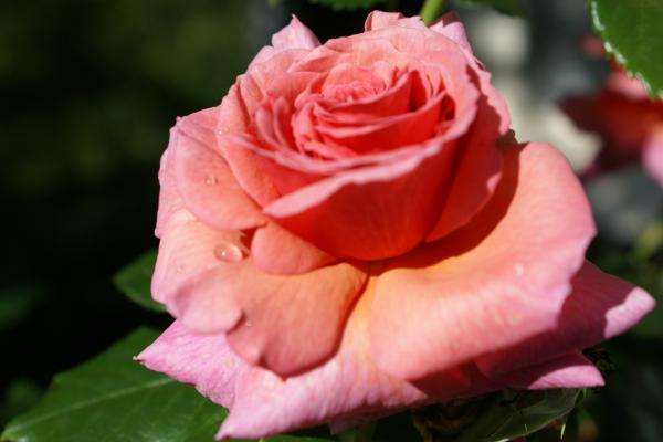 Krásná růže online puzzle