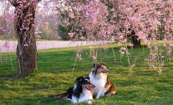 sheepdogs under a flowering tree jigsaw puzzle online