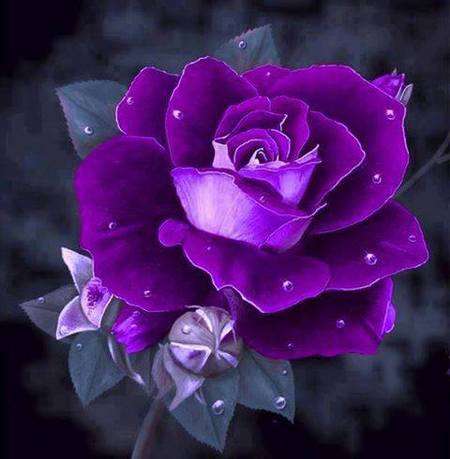 фиолетовая роза пазл онлайн