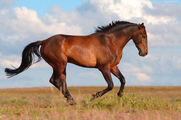 лошадь на траве онлайн-пазл