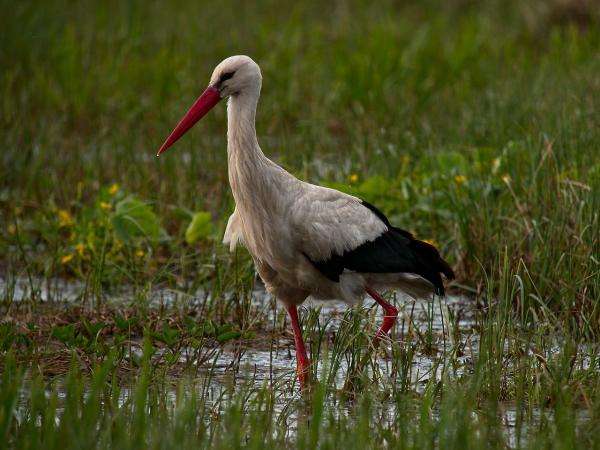 stork from Poland online puzzle