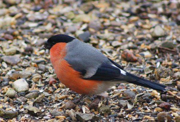 bullfinch with a red belly jigsaw puzzle online