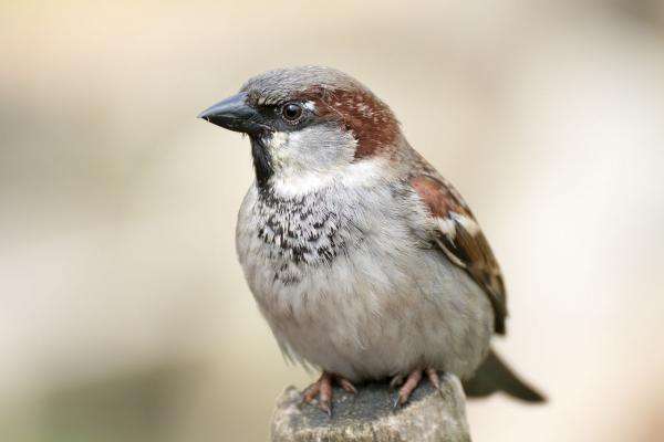 male sparrow online puzzle