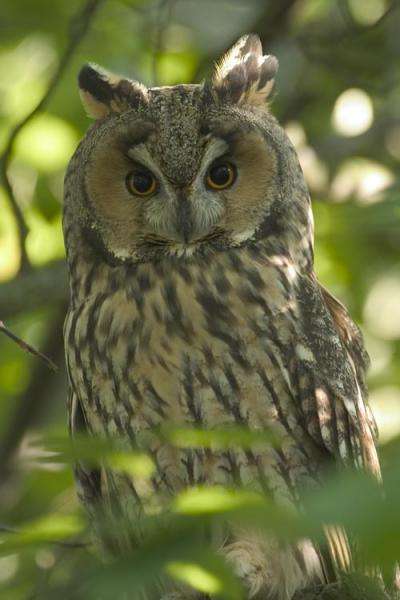 long-eared owl jigsaw puzzle online