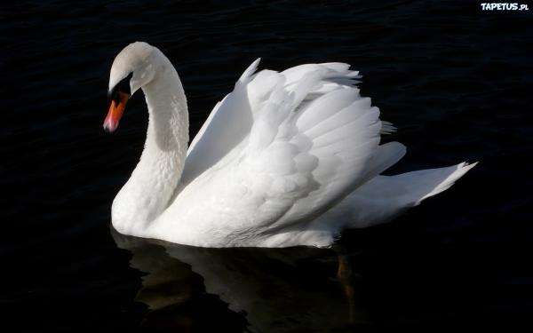 swan on the water online puzzle