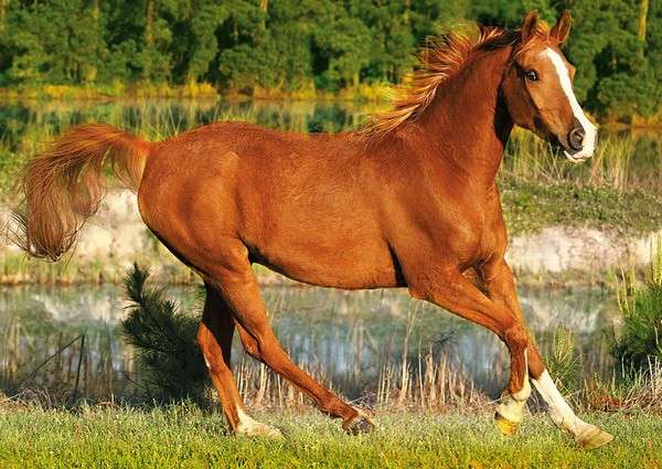 Natura - Cheval au gallop онлайн пазл