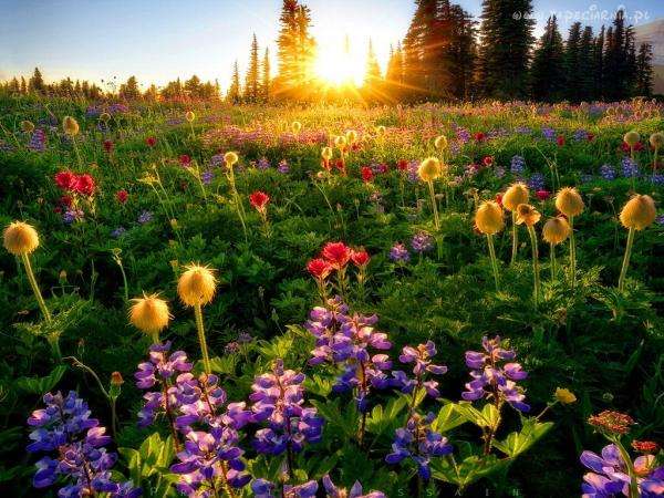 colorful meadow in the morning jigsaw puzzle online