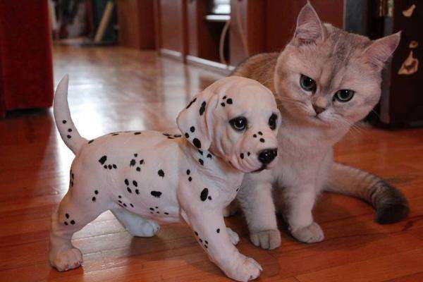 Dalmatiner mit einer Katze Puzzlespiel online