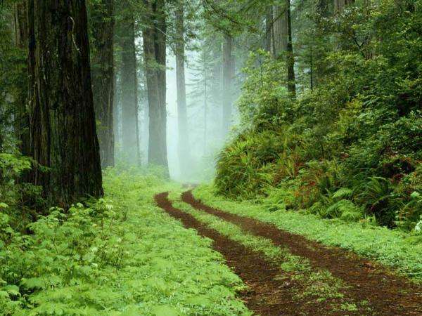 Forest track jigsaw puzzle online