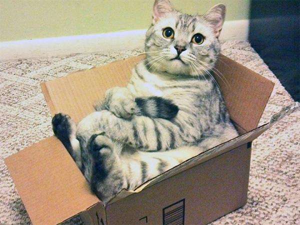kočka v krabici online puzzle