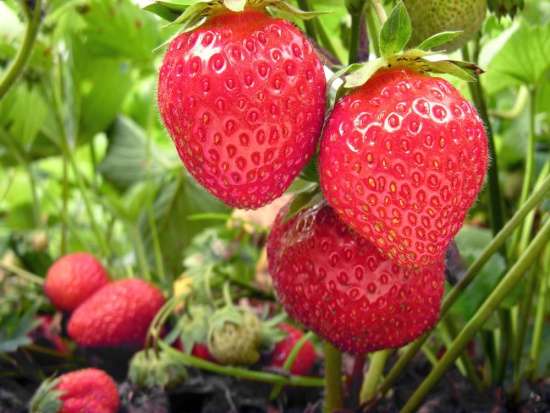 red strawberries jigsaw puzzle online
