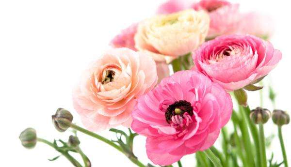születésnapi rózsák kirakós online