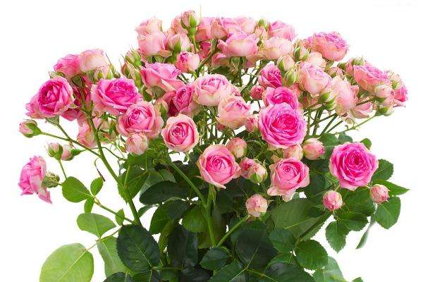 roses, oh roses jigsaw puzzle online