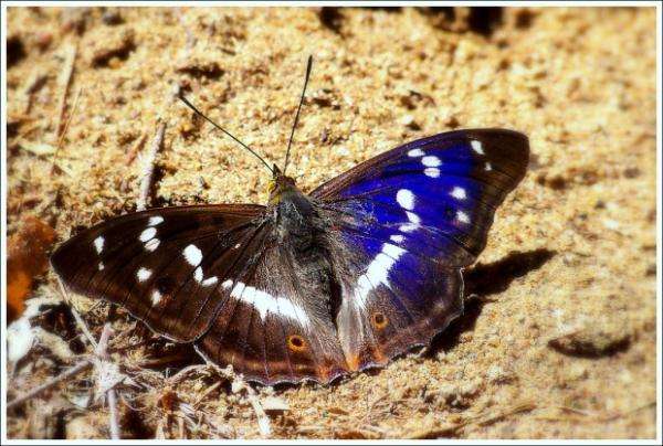 prachtige vlinder online puzzel