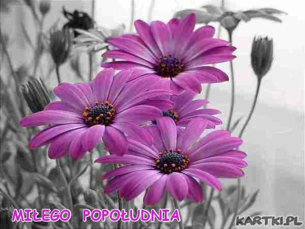 paarse bloemen legpuzzel online