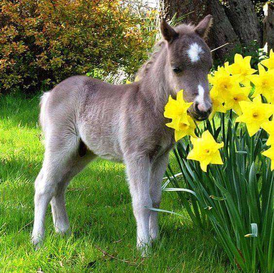 the donkey sniffs the narcissus online puzzle