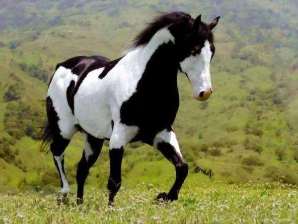 όμορφο όμορφο άλογο online παζλ