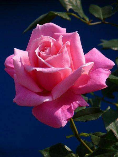 růžová růže online puzzle