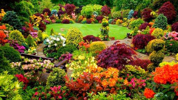барвисті квіти в саду онлайн пазл