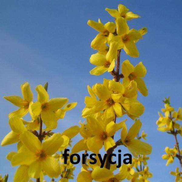 θάμνος με κίτρινα φυλλοειδή άνθη online παζλ