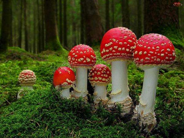 giftige paddenstoelen legpuzzel online