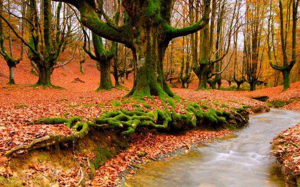 trees in the forest jigsaw puzzle online