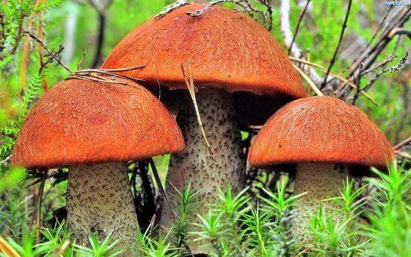 firm mushrooms jigsaw puzzle online