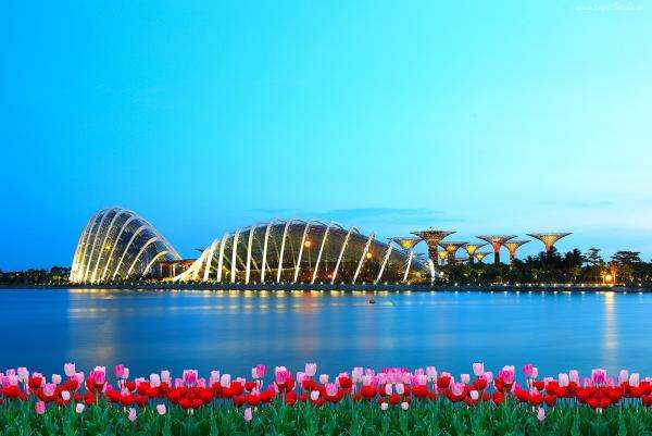 Singapura - tulipas puzzle online