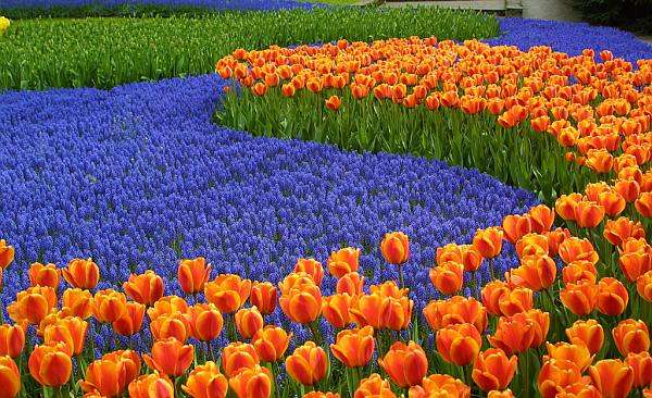THE FIELD OF TULIPS online puzzle