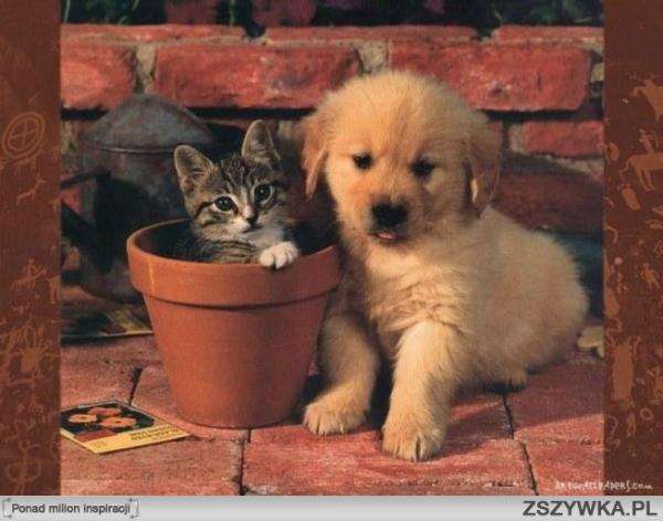 cat and dog jigsaw puzzle online